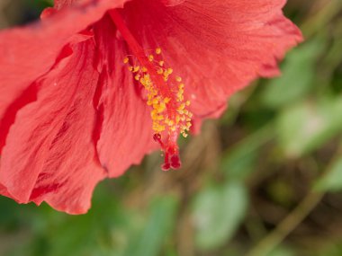 At nalı almuecar granada endalusia köyünde çok güzel renklere sahip bir çiçek makrosu.