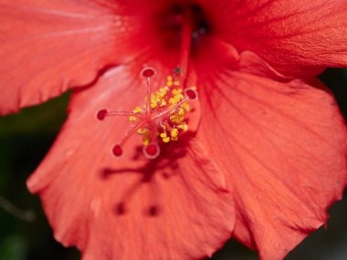 At nalı almuecar granada endalusia köyünde çok güzel renklere sahip bir çiçek makrosu.