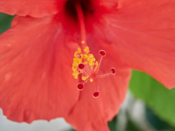 Macro Van Bloem Met Zeer Mooie Kleuren Het Dorp Van — Stockfoto