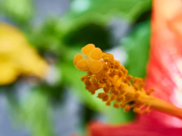 Macro Fiore Con Colori Molto Belli Nel Villaggio Del Ferro — Foto Stock