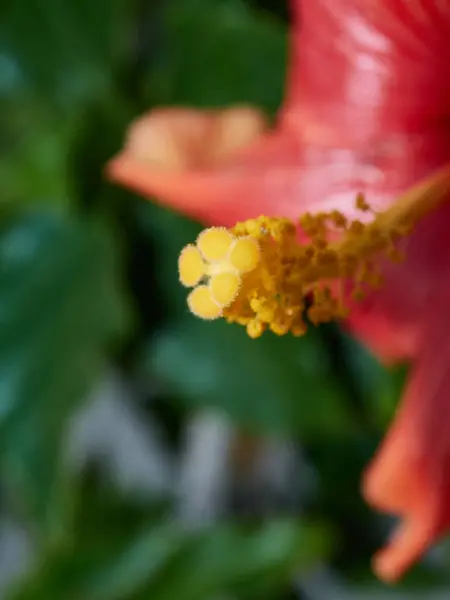 말발굽 알무에 그라나다 루시아 마을에 아름다운 색깔을 꽃송이 — 스톡 사진