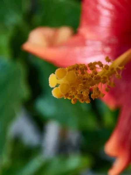 Macro Fiore Con Colori Molto Belli Nel Villaggio Del Ferro — Foto Stock