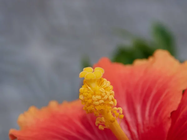 말발굽 알무에 그라나다 루시아 마을에 아름다운 색깔을 꽃송이 — 스톡 사진