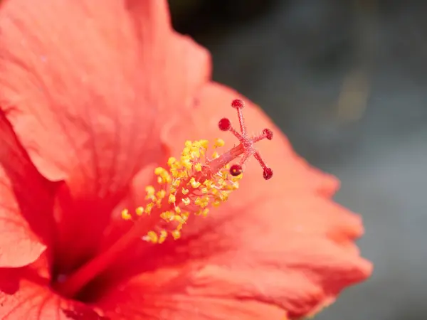 Macro Fiore Con Colori Molto Belli Nel Villaggio Del Ferro — Foto Stock