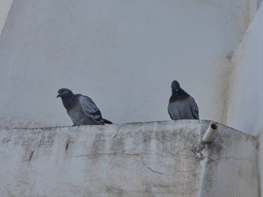 Köyün köşesinde iki gri güvercin.