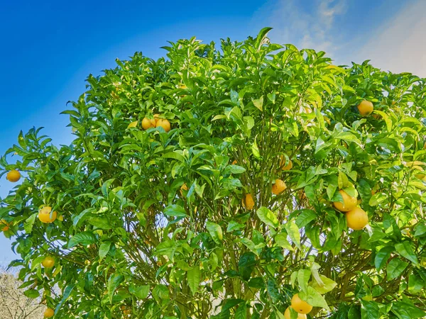 Апельсиновое Дерево Ферме Коруа Галисии — стоковое фото