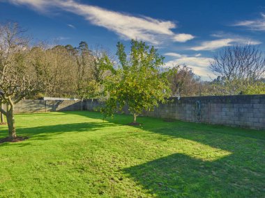 Galiçya 'daki La Corua çiftliğindeki portakal ağacı
