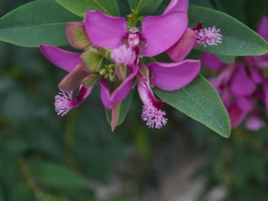 At nalı almuecar granada endalusia köyünde çok güzel renklere sahip bir çiçek makrosu.