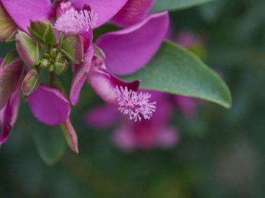 At nalı almuecar granada endalusia köyünde çok güzel renklere sahip bir çiçek makrosu.