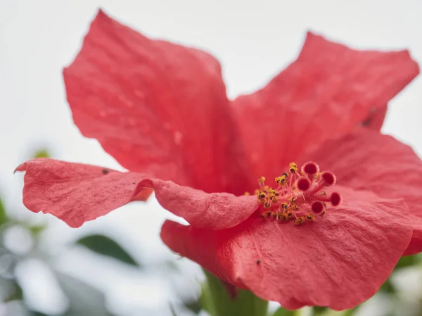 Makro Blomma Med Mycket Vackra Färger Byn Hästsko Almuecar Granada — Stockfoto