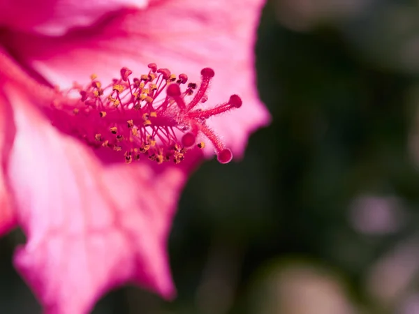 Macro Fiore Con Colori Molto Belli Nel Villaggio Del Ferro — Foto Stock