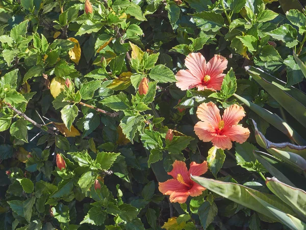 馬蹄形の村で非常に美しい色を持つ花のマクログラナダとアルシア — ストック写真