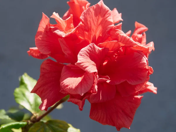 Makro Blomma Med Mycket Vackra Färger Byn Hästsko Almuecar Granada — Stockfoto