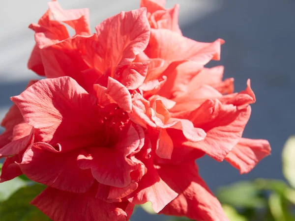 Makro Blomma Med Mycket Vackra Färger Byn Hästsko Almuecar Granada — Stockfoto