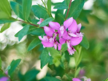 Jardiniere Plaza del Pueblo 'da menekşe çiçeğinin Macro fotoğrafı