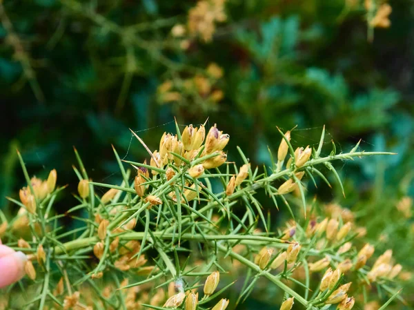 Цветок Боярышника Холме Жирной Природы — стоковое фото