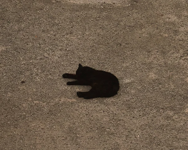 Μαύρη Γάτα Στην Άσφαλτο Μπροστά Από Σπίτι Μου — Φωτογραφία Αρχείου
