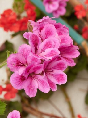 Prcieuses petites fleurs de mon peuple