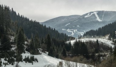 Kışın kar altında Kozalaklı Dağ Ormanı