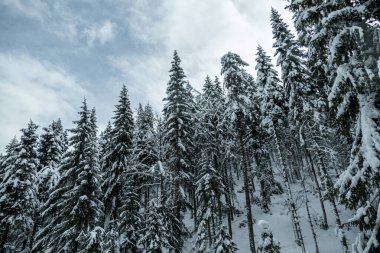 Kışın kar altında Kozalaklı Dağ Ormanı