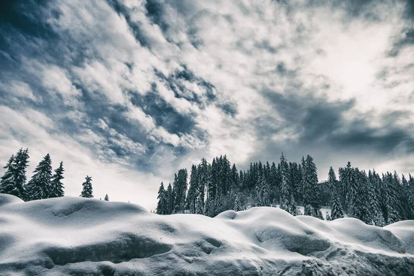 Bosque de montaña de coníferas bajo cubierta de nieve en invierno —  Fotos de Stock