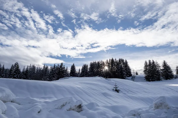 Bosque de montaña de coníferas bajo cubierta de nieve en invierno —  Fotos de Stock