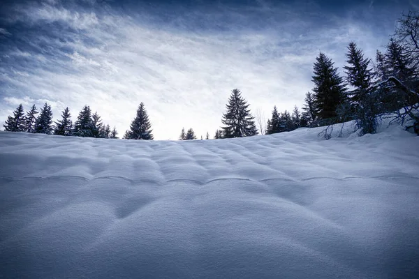 Bosque de montaña de coníferas bajo cubierta de nieve en invierno —  Fotos de Stock