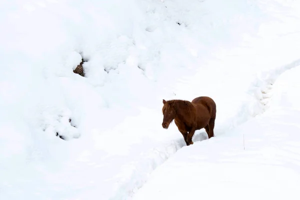 Caballo marrón aislado sobre fondo de nieve blanca en invierno — Foto de Stock