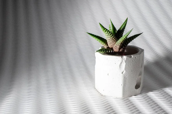 Pequeño cactus en una maceta de hormigón aislado en un fondo blanco — Foto de Stock