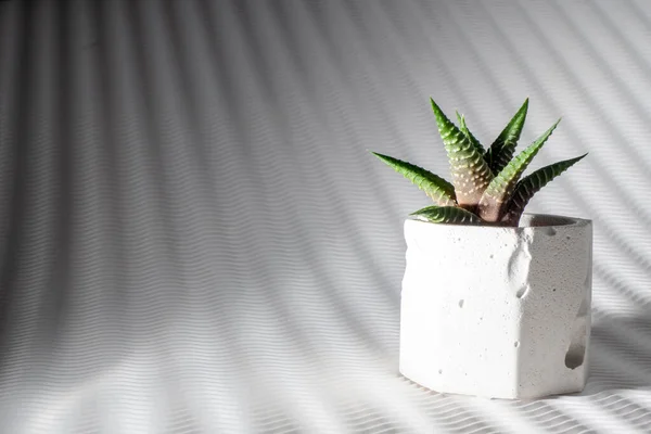 Pequeño cactus en una maceta de hormigón aislado en un fondo blanco — Foto de Stock