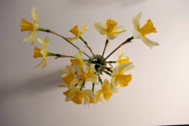 Bahar çiçeğinin en güzel manzarası Sarı nergisler