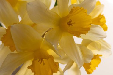 Bahar çiçeğinin yakın görüntüsü Sarı nergisler