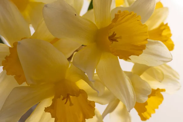 Fechar Vista de um buquê de narcisos amarelos de primavera — Fotografia de Stock