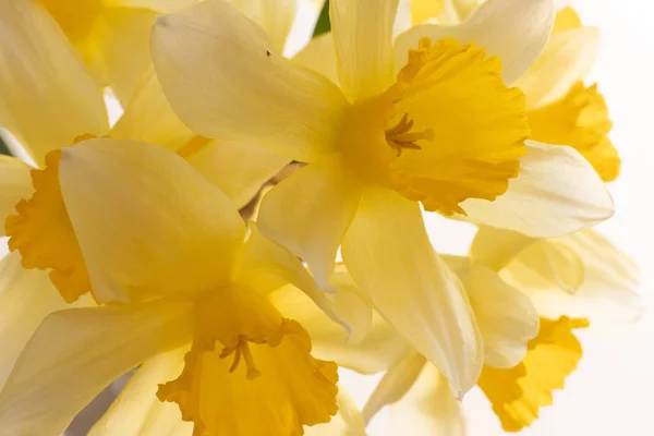 Cerrar Vista de un ramo de narcisos amarillos de primavera — Foto de Stock