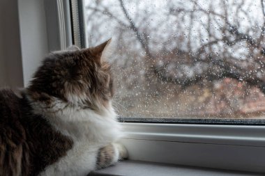 Tatlı pofuduk evcil kedi pencereden yağmuru izliyor