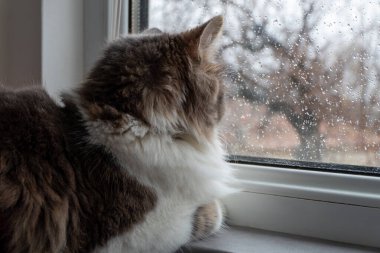 Tatlı pofuduk evcil kedi pencereden yağmuru izliyor