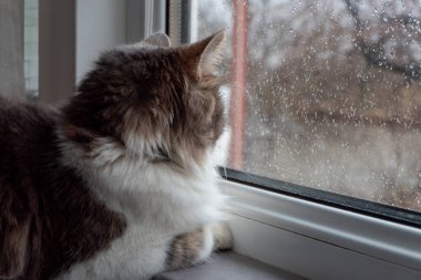 Tatlı pofuduk evcil kedi pencereden yağmuru izliyor