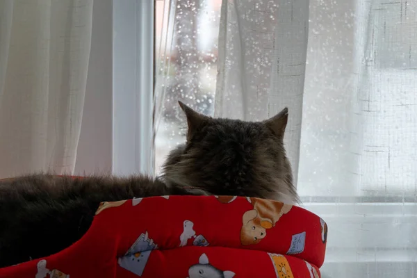 Сладкая Пушистая Домашняя Кошка Смотрит Дождь Через Окно — стоковое фото
