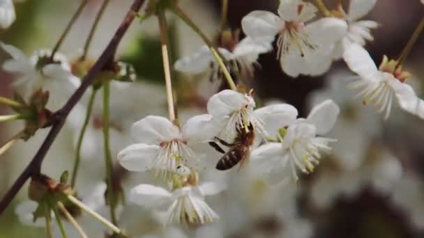 Pohon Ceri Mekar Menutup Dan Lebah Mengumpulkan Nektar — Stok Video