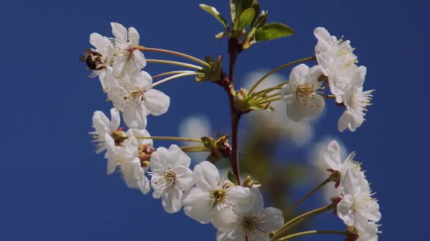 Kirsikkapuu Kukka Lähikuva Sininen Taivas Mehiläinen Kerätä Nektaria Kirsikankukista — kuvapankkivideo
