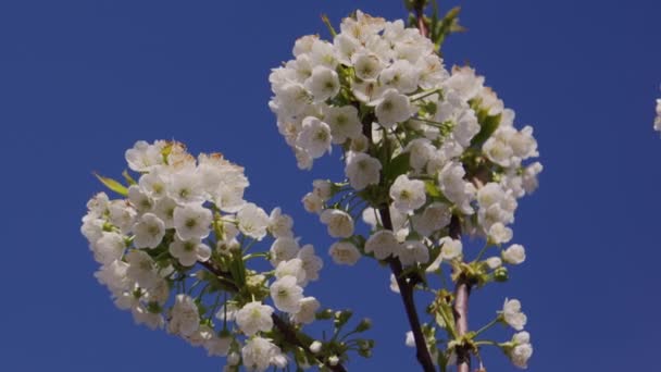 Flores Flor Cerejeira Closeup Com Fundo Azul Extra Claro — Vídeo de Stock