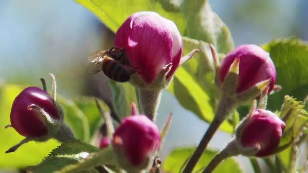 Elma Ağacı Çiçek Açtı Çiçekler Henüz Kapandı Çiçek Bekliyor — Stok video