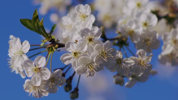 Kirsikkapuu Kukkii Kiiltävällä Säällä Kauniit Valkoiset Kukat Kirsikka Sininen Taivas — kuvapankkivideo