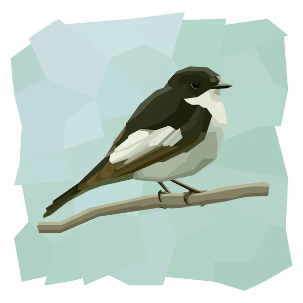 Vetor ilustração simples de pássaro flycatcher pied . —  Vetores de Stock