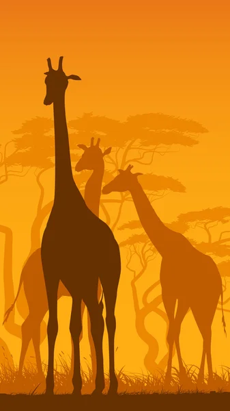 Ilustración vertical de jirafas silvestres en la sabana africana . — Vector de stock