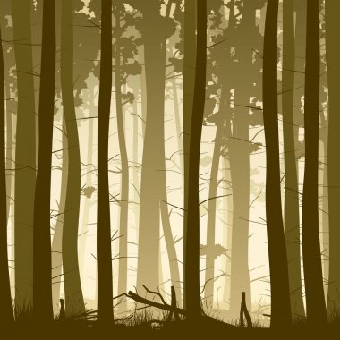 Kare içinde puslu iğne yapraklı orman gösterimi.