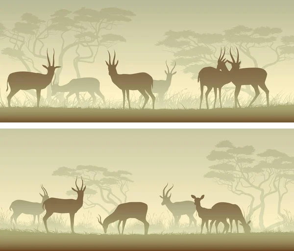 Bannières horizontales larges d'antilopes sauvages dans la savane africaine . — Image vectorielle