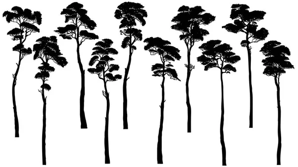 有树叶的高大树木的剪影 (松树、雪松、红杉). — 图库矢量图片