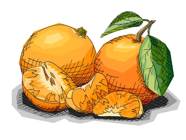 Ilustración vectorial de dibujar mandarinas de frutas . — Vector de stock