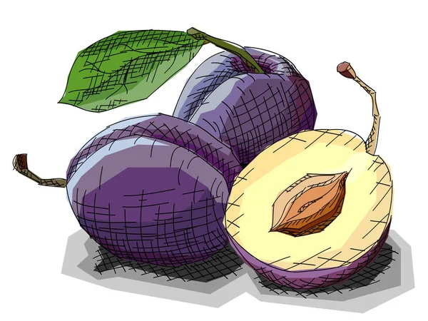 Vectorillustratie van het tekenen van fruit pruimen. — Stockvector